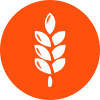 Gluten